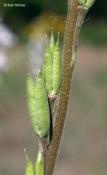 Delphinium carolinianum subsp. virescens (Nutt.) R. E. Brooks的圖片