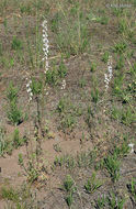 Plancia ëd Delphinium carolinianum subsp. virescens (Nutt.) R. E. Brooks