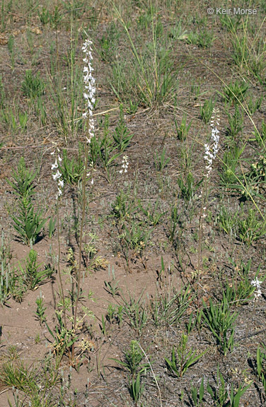 Delphinium carolinianum subsp. virescens (Nutt.) R. E. Brooks的圖片