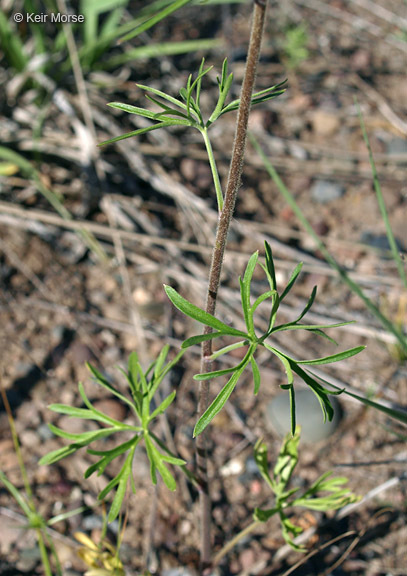 Plancia ëd Delphinium carolinianum subsp. virescens (Nutt.) R. E. Brooks