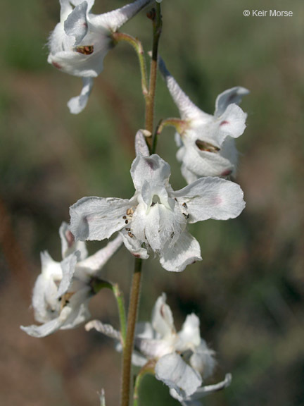 Delphinium carolinianum subsp. virescens (Nutt.) R. E. Brooks的圖片