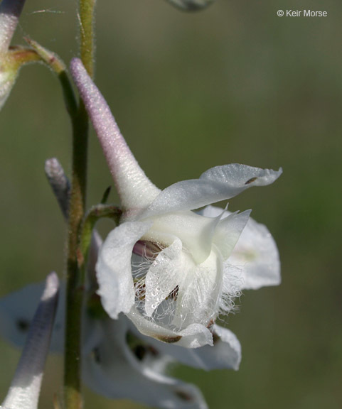 Plancia ëd Delphinium carolinianum subsp. virescens (Nutt.) R. E. Brooks