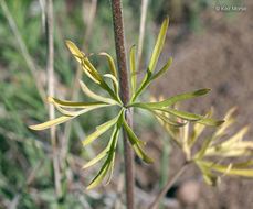 Plancia ëd Delphinium carolinianum subsp. virescens (Nutt.) R. E. Brooks