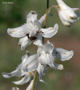 Delphinium carolinianum subsp. virescens (Nutt.) R. E. Brooks的圖片