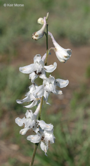 Delphinium carolinianum subsp. virescens (Nutt.) R. E. Brooks的圖片