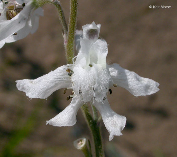 Plancia ëd Delphinium carolinianum subsp. virescens (Nutt.) R. E. Brooks