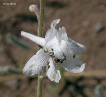 Plancia ëd Delphinium carolinianum subsp. virescens (Nutt.) R. E. Brooks