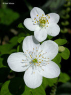 Image of eastern false rue anemone