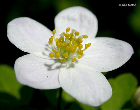 Image of eastern false rue anemone