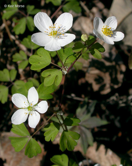 Image of eastern false rue anemone