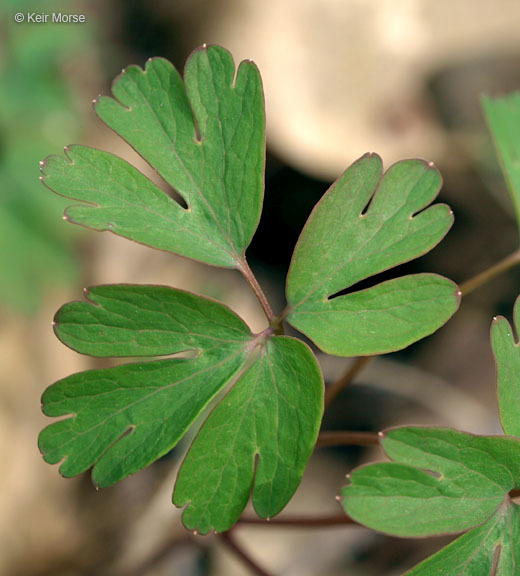 Image of eastern false rue anemone