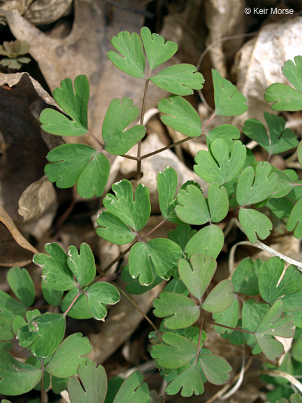 Image of eastern false rue anemone