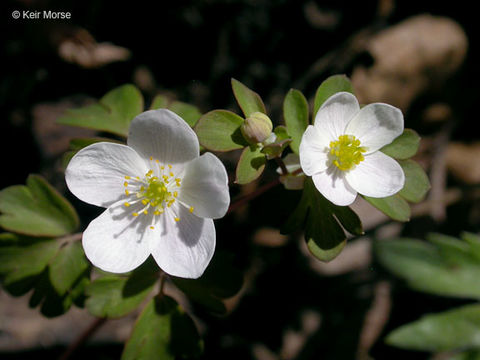 Image of eastern false rue anemone