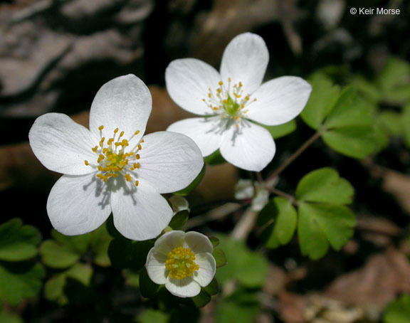 Image of eastern false rue anemone