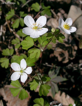 Image of eastern false rue anemone