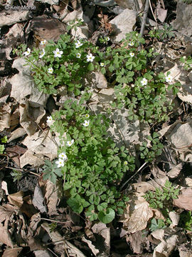 Image of eastern false rue anemone