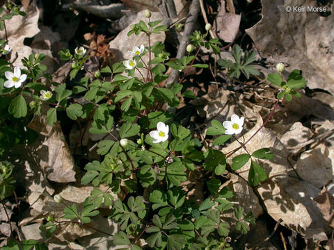 Image of eastern false rue anemone