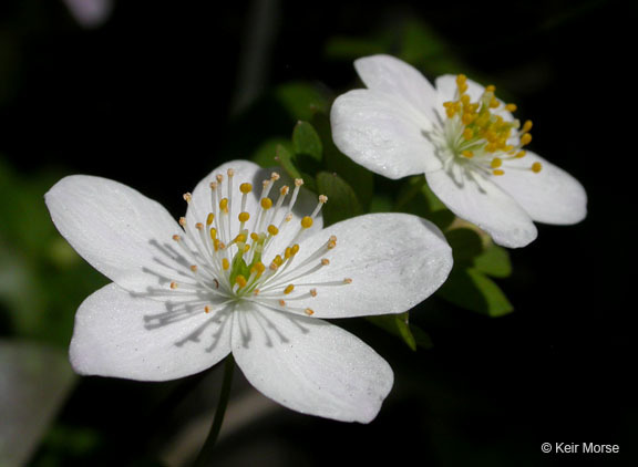 Image of eastern false rue anemone