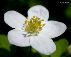 Image of eastern false rue anemone