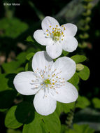 Image of eastern false rue anemone