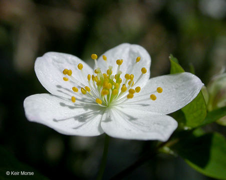 Image of eastern false rue anemone