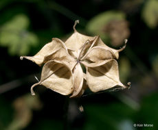 Image of eastern false rue anemone