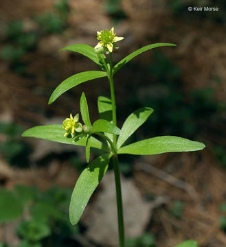 Imagem de Ranunculus abortivus L.