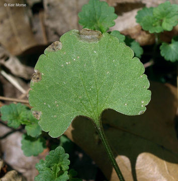 Imagem de Ranunculus abortivus L.