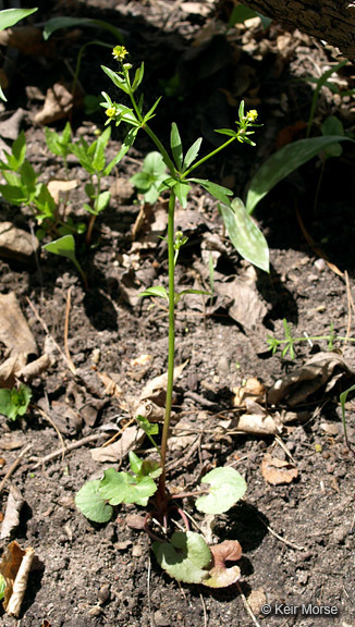 Image of littleleaf buttercup