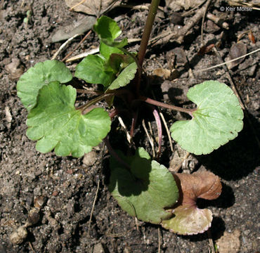 Imagem de Ranunculus abortivus L.