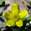 Image of early buttercup