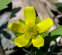 Слика од Ranunculus fascicularis Muhl. ex Bigel.