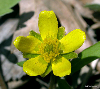 Ranunculus fascicularis Muhl. ex Bigel.的圖片