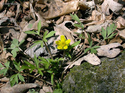 Слика од Ranunculus fascicularis Muhl. ex Bigel.