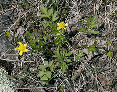 Слика од Ranunculus fascicularis Muhl. ex Bigel.