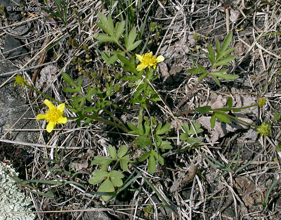 Слика од Ranunculus fascicularis Muhl. ex Bigel.