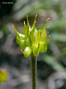 Image de Ranunculus fascicularis Muhl. ex Bigel.