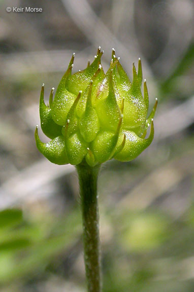 Слика од Ranunculus fascicularis Muhl. ex Bigel.