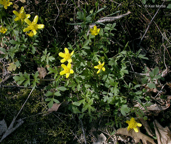 Слика од Ranunculus fascicularis Muhl. ex Bigel.