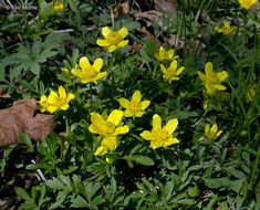 Слика од Ranunculus fascicularis Muhl. ex Bigel.