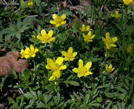 Image de Ranunculus fascicularis Muhl. ex Bigel.