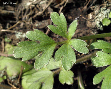 Слика од Ranunculus fascicularis Muhl. ex Bigel.