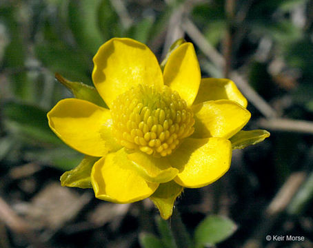 Слика од Ranunculus fascicularis Muhl. ex Bigel.