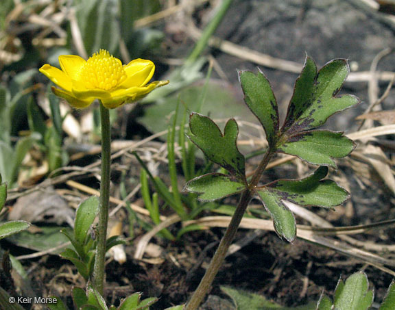 Слика од Ranunculus fascicularis Muhl. ex Bigel.