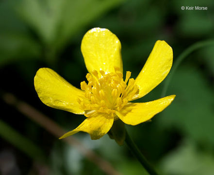 Ranunculus hispidus var. nitidus (Ell.) T. Duncan的圖片