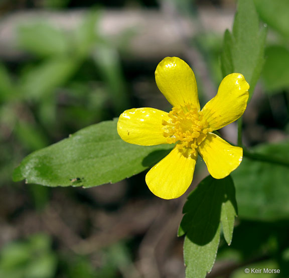 Ranunculus hispidus var. nitidus (Ell.) T. Duncan的圖片