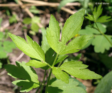 Ranunculus hispidus var. nitidus (Ell.) T. Duncan的圖片