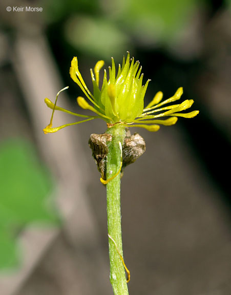 Image of bristly buttercup