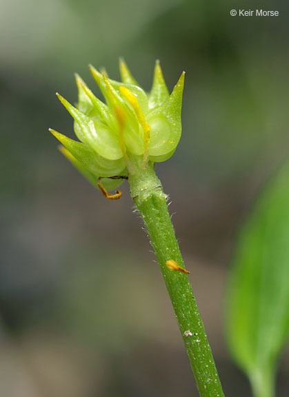 Ranunculus hispidus var. nitidus (Ell.) T. Duncan的圖片