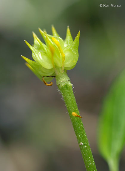 Image of bristly buttercup